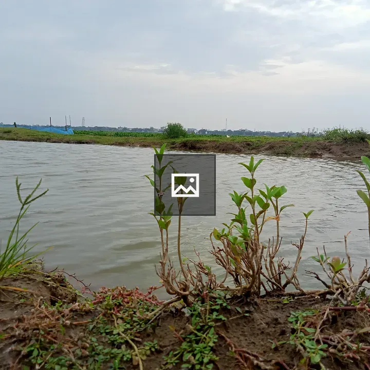 Serene Wetland Water and Plants
