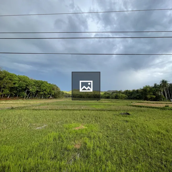 Field of grass and paddies