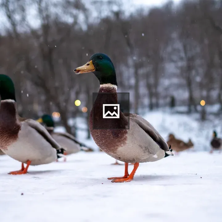 Wild ducks on snow