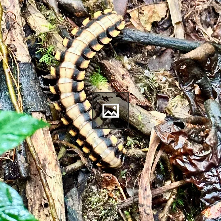 Striped millipede among leaves