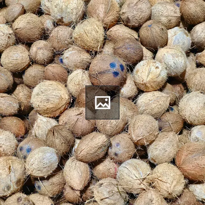 Peeled coconuts for rituals