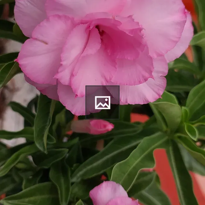 Adenium Desert Rose Flowers