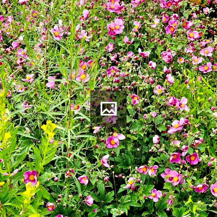 Japanese Anemone Flowers