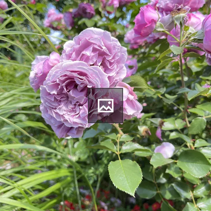 Rose Flowers