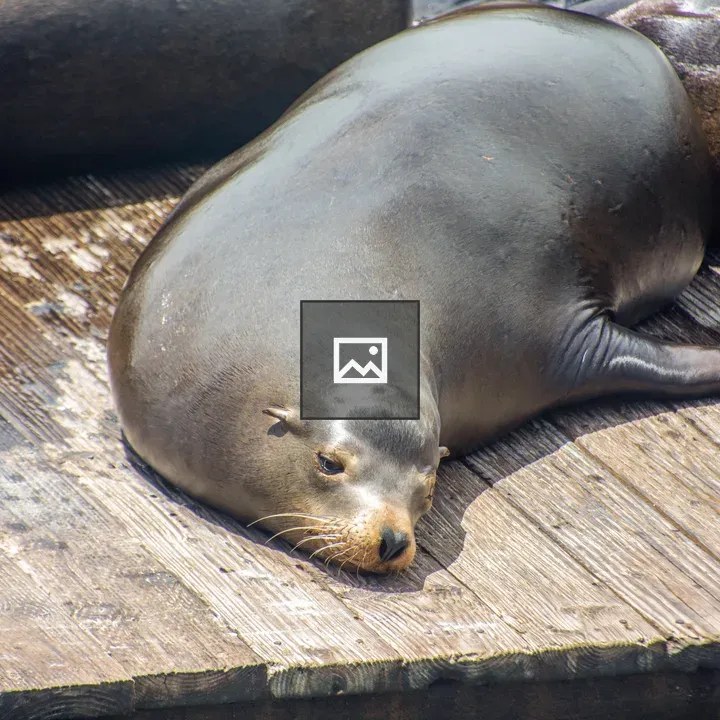 Sea lion on wooden platform