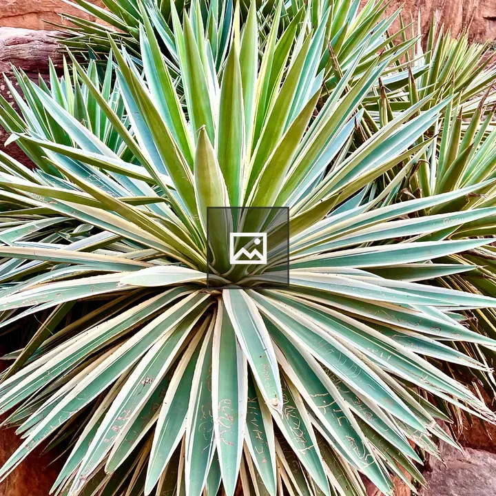 Agave Plants Near Badami Cave Temples