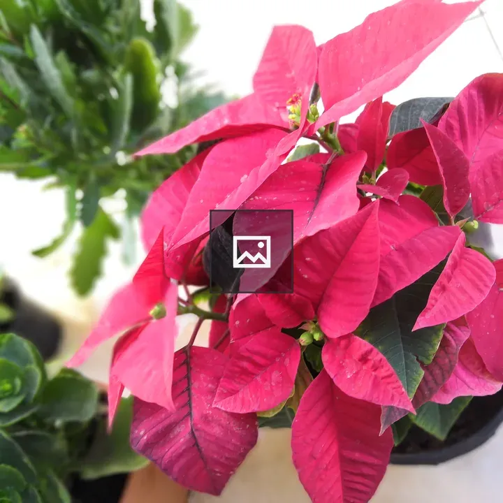 Christmas Plant in Garden