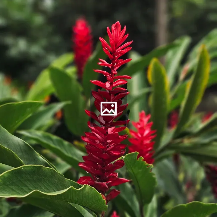 Red ginger flower in garden