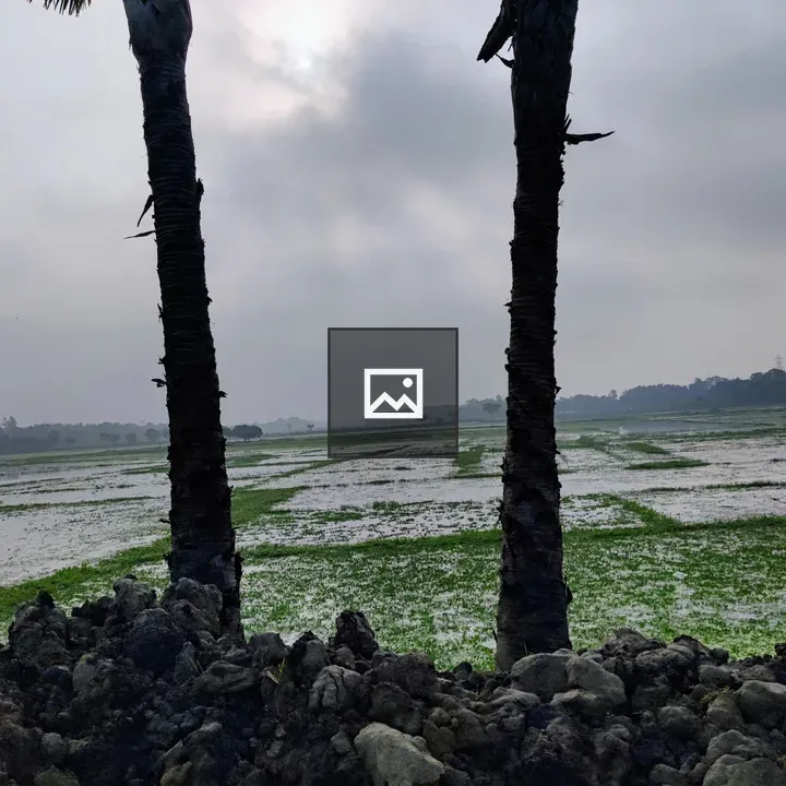 Palm trees in Gazipur
