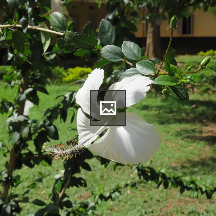 White Hibiscus Flower in Focus