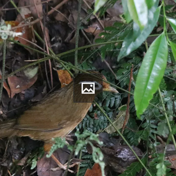 Chinese Hwamei on Forest Floor