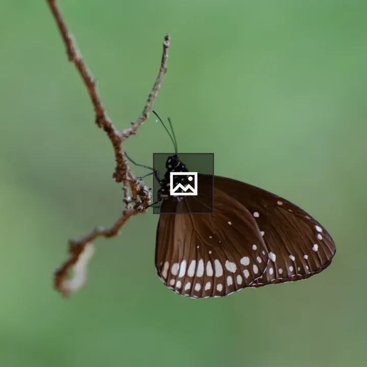 Common Crow Butterfly