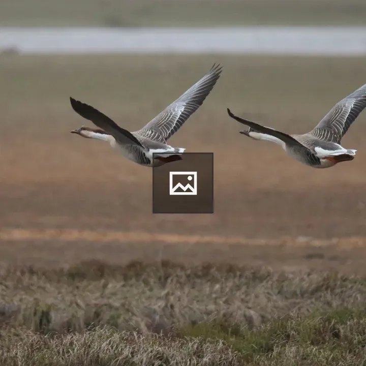 Two swan geese in flight