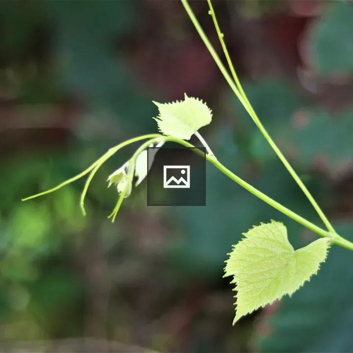 New born leaves with blurry background
