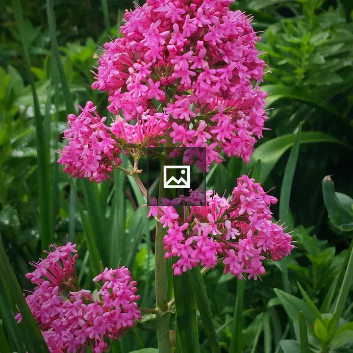 Delicate pink flowers