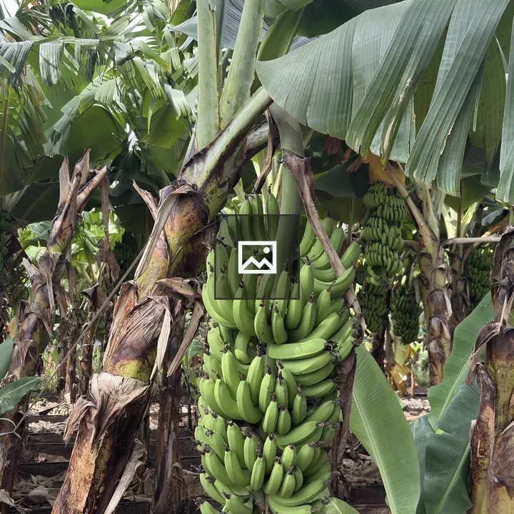 Banana plantation scene
