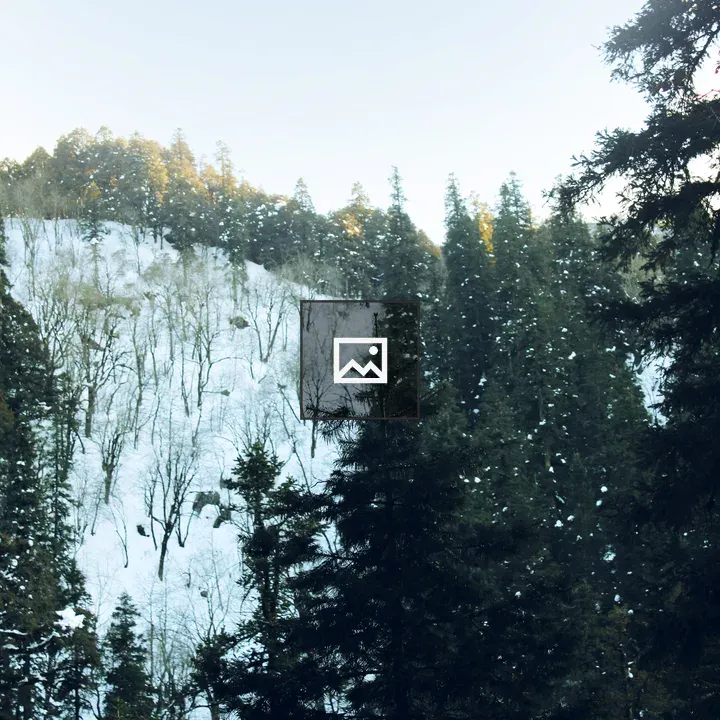 Snow on trees on a hill