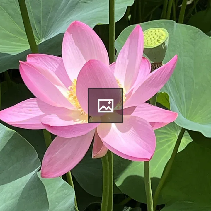 Pink lotus flower in bloom