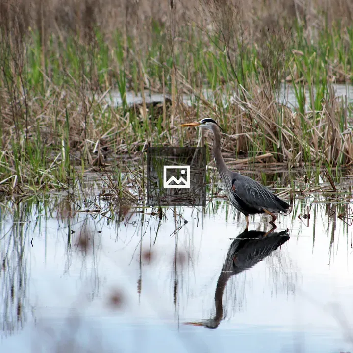 Great Blue Heron Fishing
