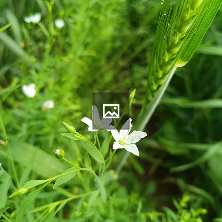 Close-up white flowers with green stripes