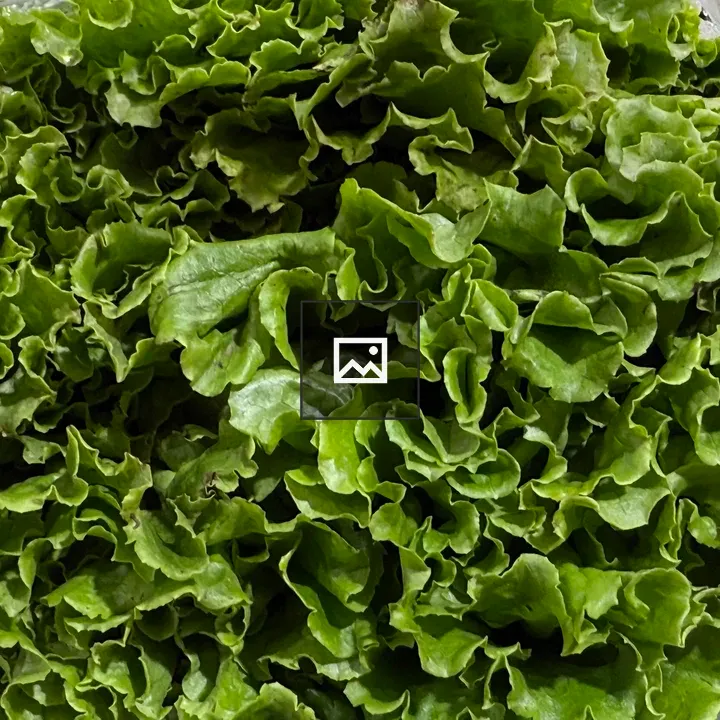 Close-up Lettuce Leaves