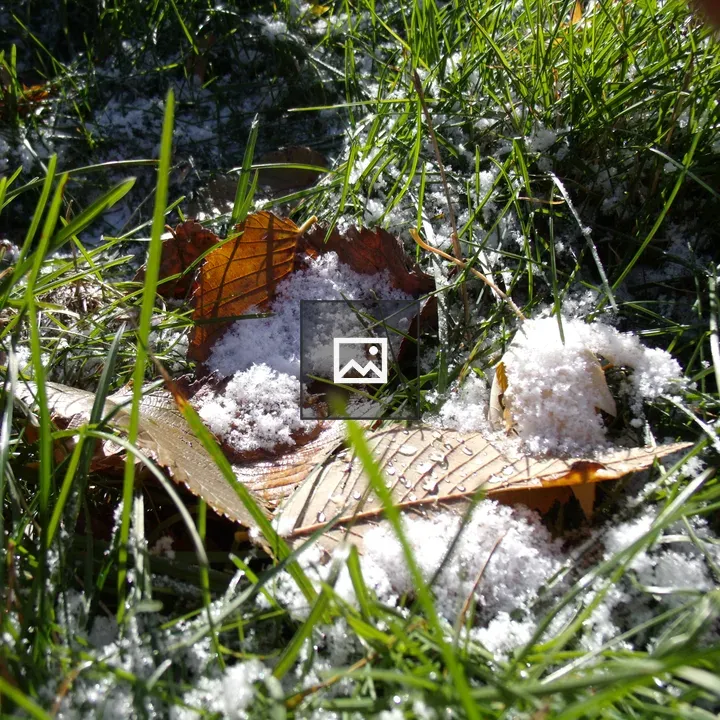First snow in the grass