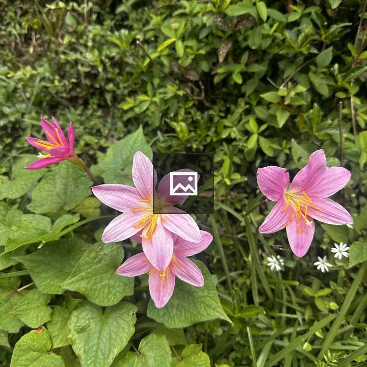 Cluster of pink rain lilies