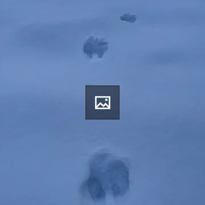 Rabbit track in dawn snow