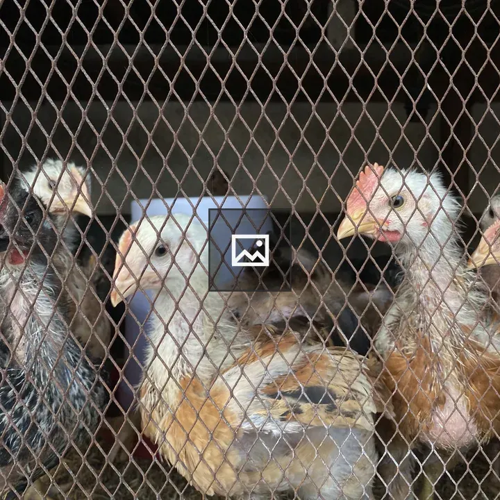 Chicks Looking Out of Timber Chicken Coop