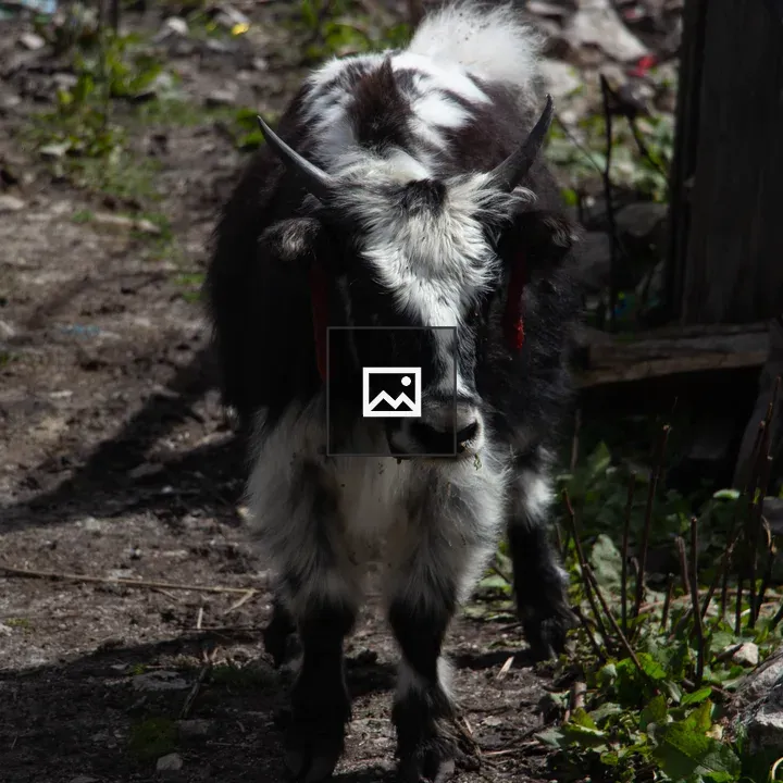 Black and White Yak with Long Horns