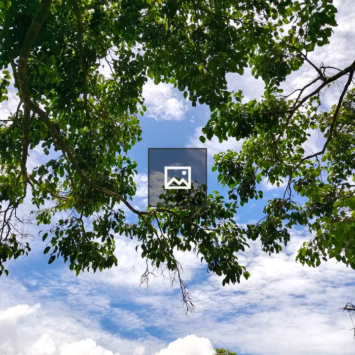 Blue Sky Through Tree Branches