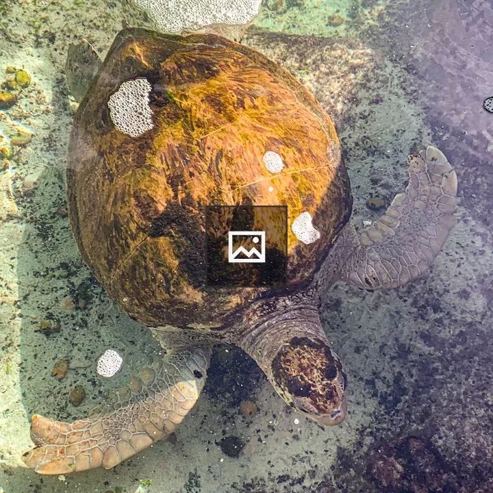 Sea turtle