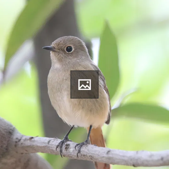 Daurian redstart on branch