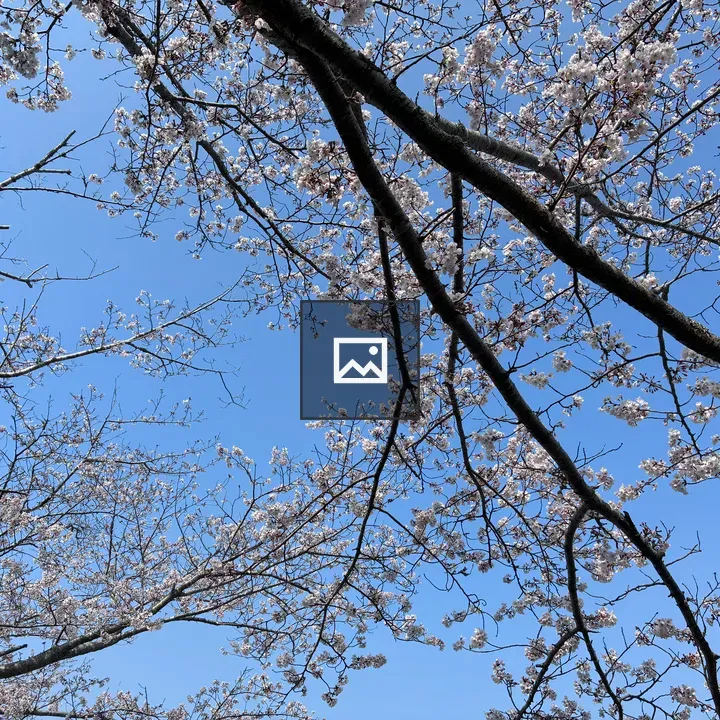 Cherry blossoms along Ichizu Lake