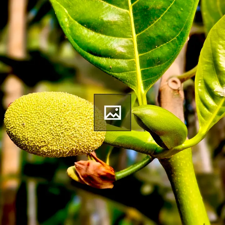 Jackfruit flower buds close-up