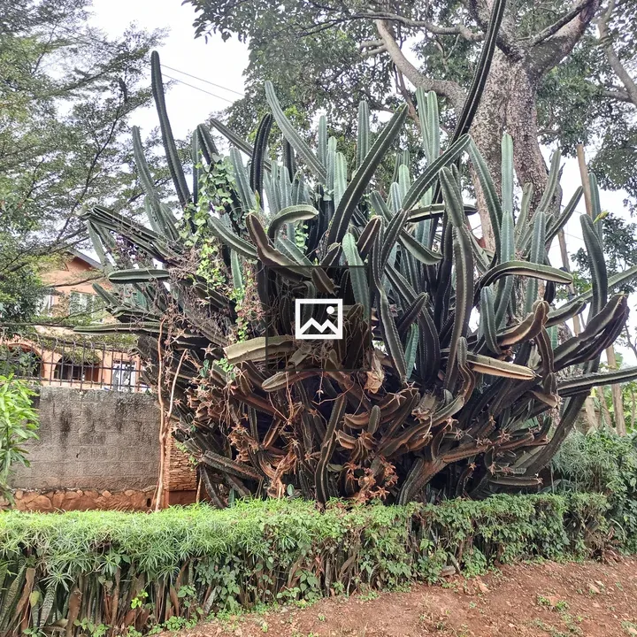 Cacti Dense Thicket Behind Hedge