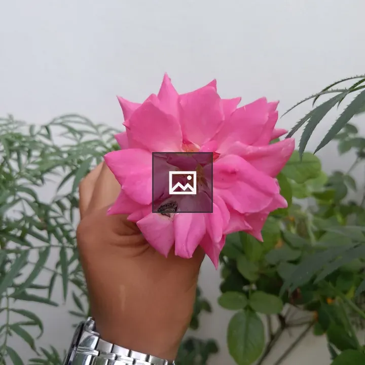 Hand Holding Pink Rose