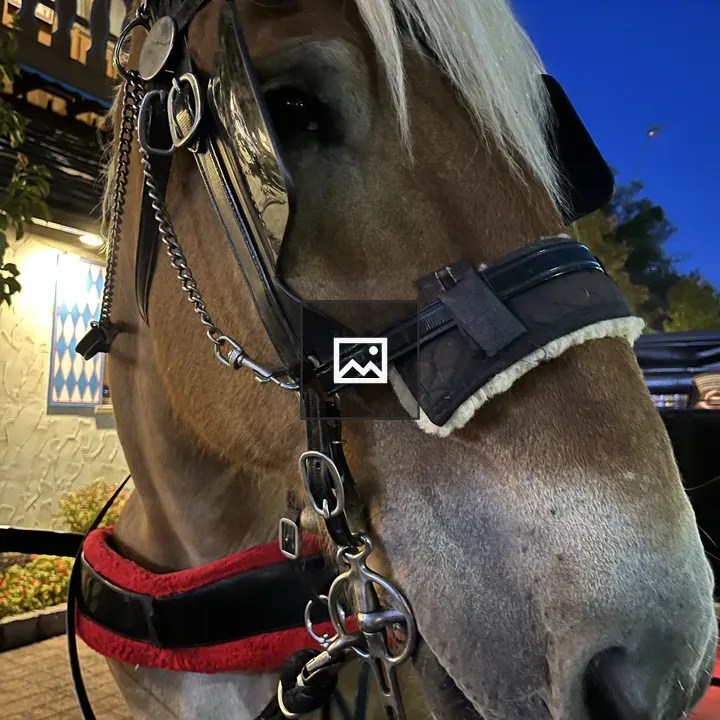 Carriage horse in Frankenmuth