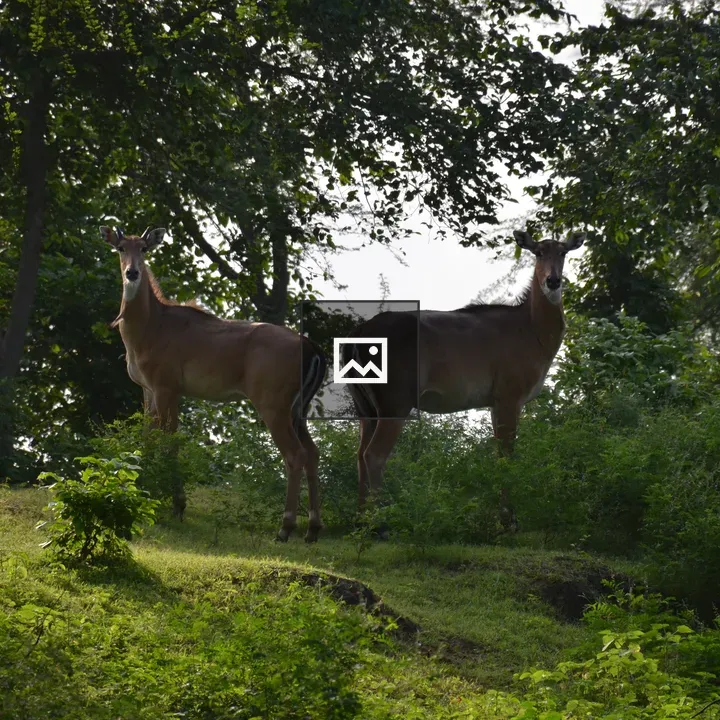 Deer in a forest
