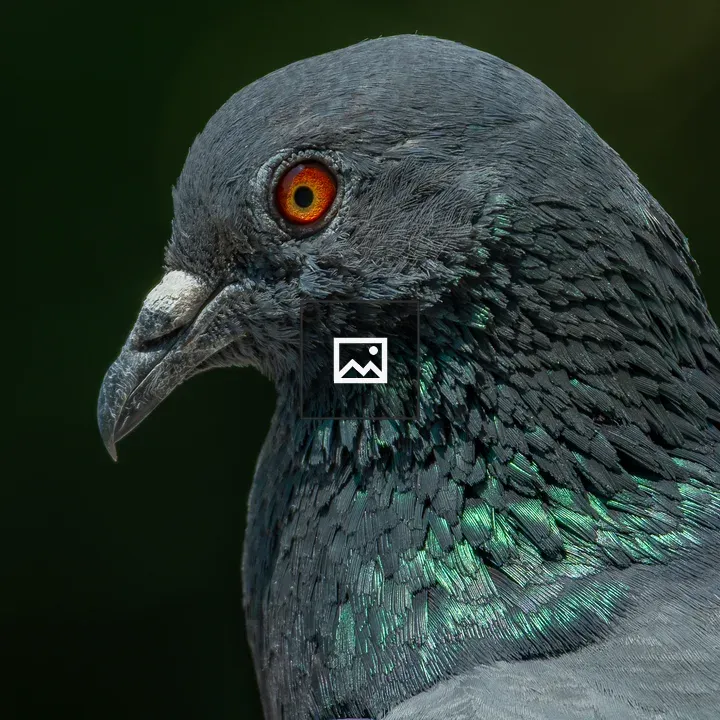 Pigeon head close-up