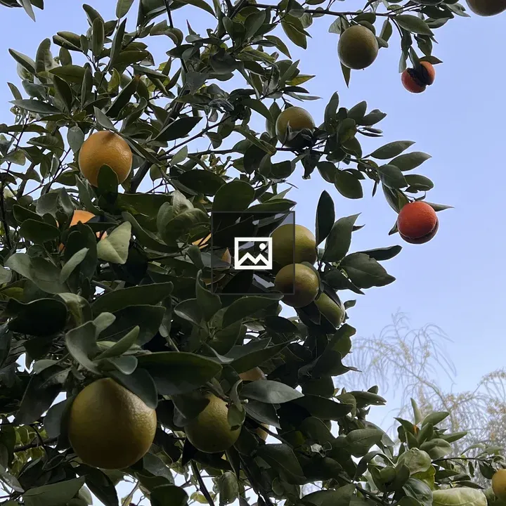Orange tree in Los Angeles
