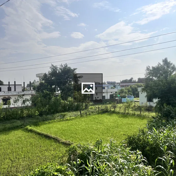 Rice field with dense foliage