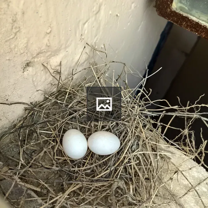 Two white eggs on dried nest
