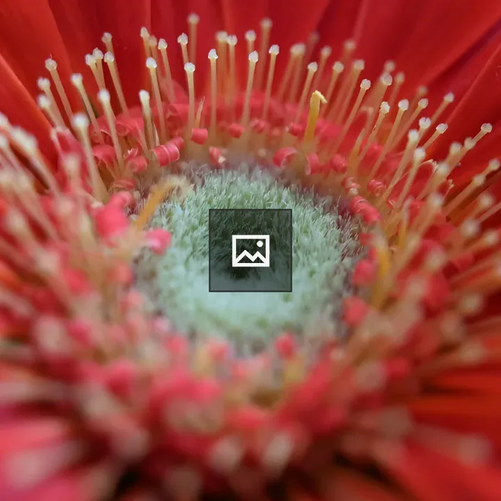 Closeup of red flower core