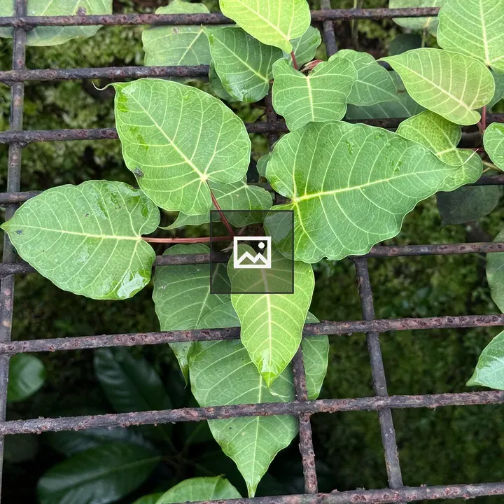 Green Ficus Leaves on Iron Grill