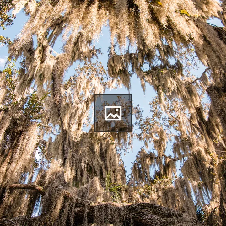 Moss Hanging from Oaks