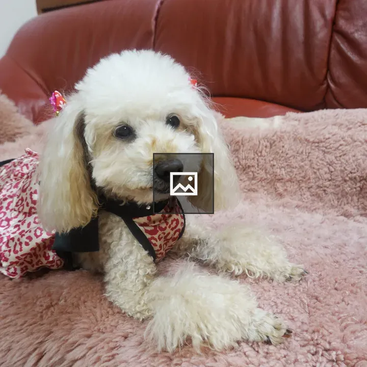 Apricot toy poodle in dress