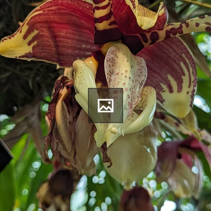 Orchid with Wax-like Texture