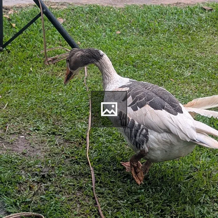 Duck Entangled in Wire
