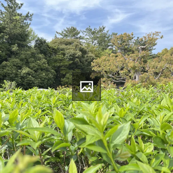 Lush field with trees background